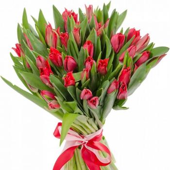 Красные тюльпаны 25 шт articul  25230krv